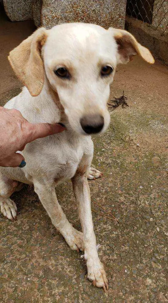 Cachorro ra a Indefinida  idade 5 anos nome branquinha