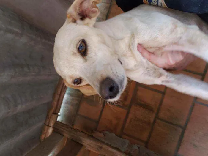 Cachorro ra a Indefinida  idade 5 anos nome branquinha
