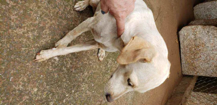Cachorro ra a Indefinida  idade 5 anos nome branquinha