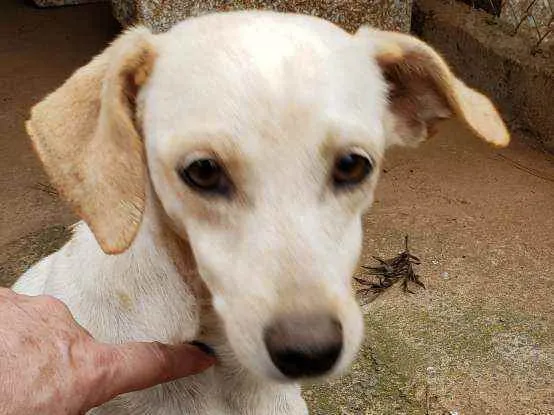 Cachorro ra a Indefinida  idade 5 anos nome branquinha