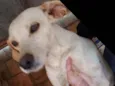branquinha
