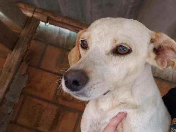 Cachorro ra a Indefinida  idade 5 anos nome branquinha