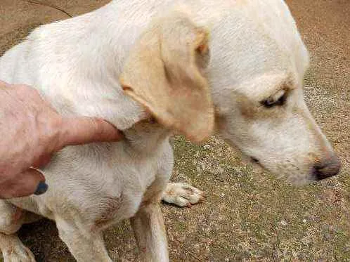 Cachorro ra a Indefinida  idade 5 anos nome branquinha