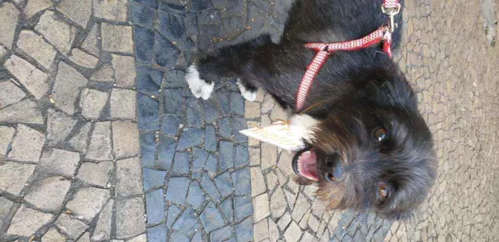 Cachorro ra a Indefinida  idade 3 anos nome Fred
