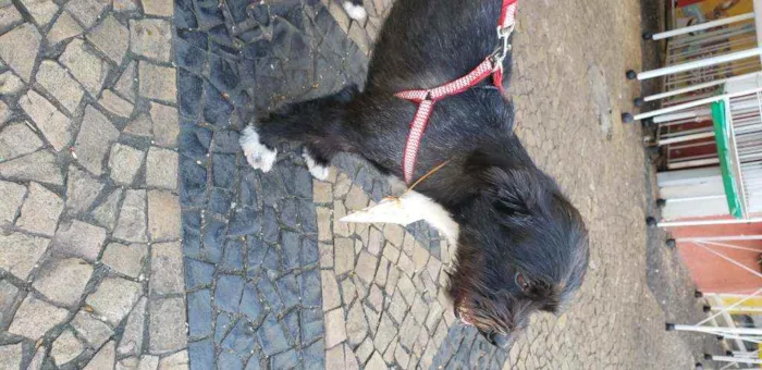 Cachorro ra a Indefinida  idade 3 anos nome Fred