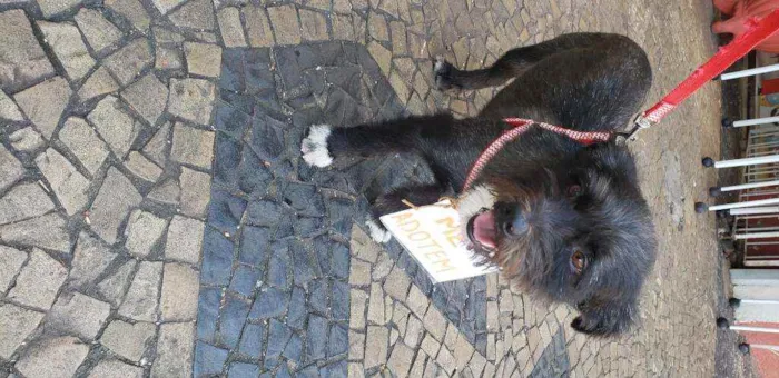 Cachorro ra a Indefinida  idade 3 anos nome Fred