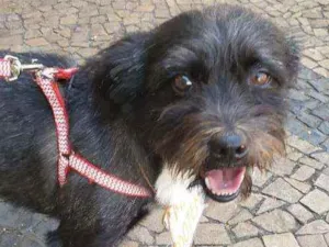 Cachorro raça Indefinida  idade 3 anos nome Fred
