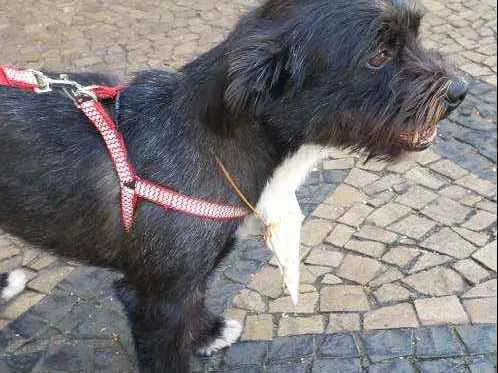 Cachorro ra a Indefinida  idade 3 anos nome Fred
