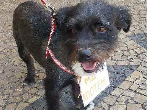 Cachorro ra a Indefinida  idade 3 anos nome Fred