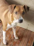 cabritinha