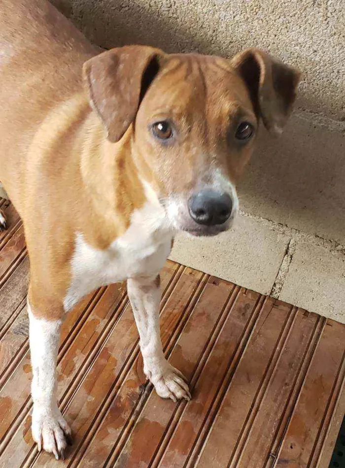 Cachorro ra a Indefinida  idade 4 anos nome cabritinha