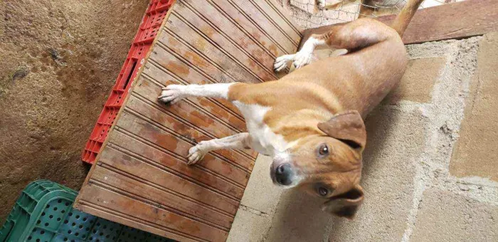 Cachorro ra a Indefinida  idade 4 anos nome cabritinha