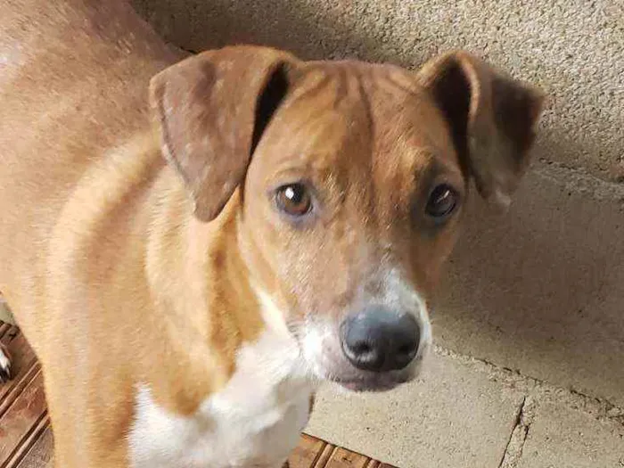 Cachorro ra a Indefinida  idade 4 anos nome cabritinha