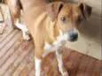 cabritinha