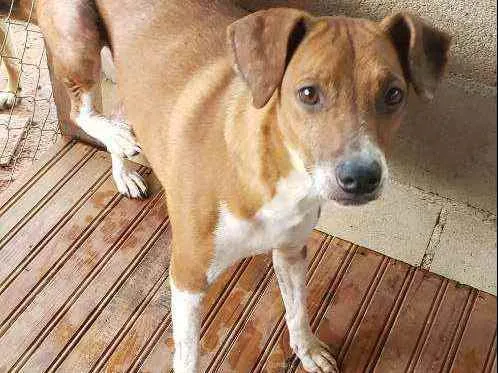 Cachorro ra a Indefinida  idade 4 anos nome cabritinha