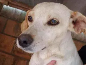 Cachorro raça Indefinida  idade 5 anos nome branquinha