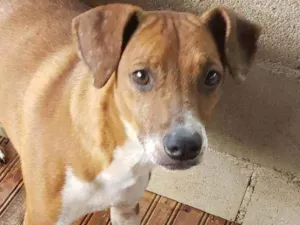 Cachorro raça Indefinida  idade 4 anos nome cabritinha