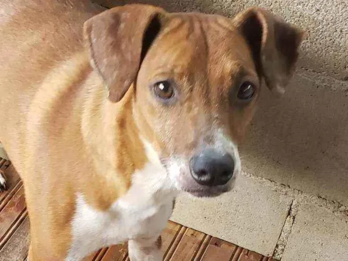 Cachorro ra a Indefinida  idade 4 anos nome cabritinha