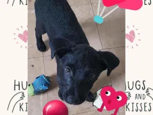 Cachorro raça SRD idade 2 a 6 meses nome Sem nome