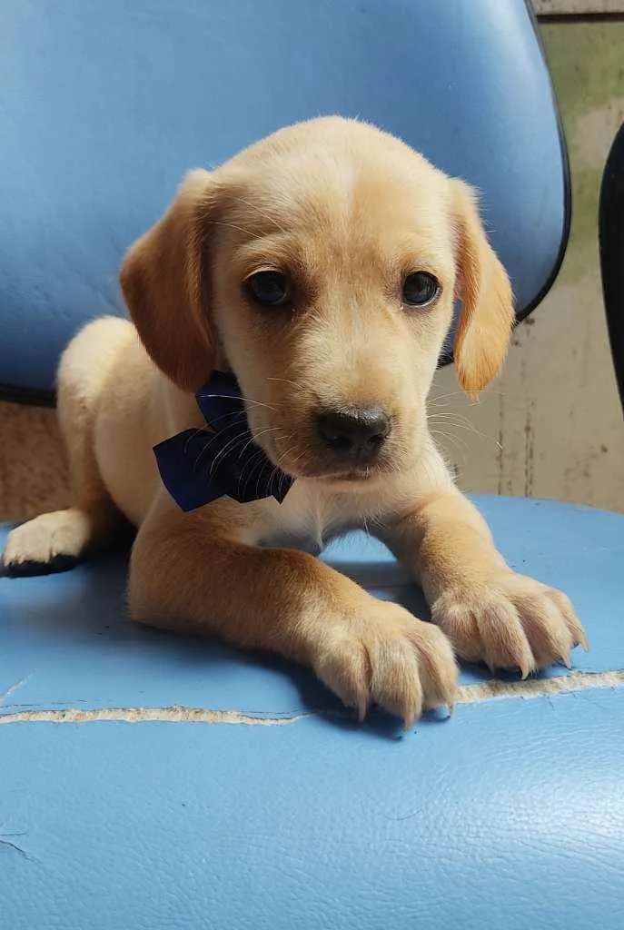 Cachorro ra a Mistura com labrador idade Abaixo de 2 meses nome Sem nome