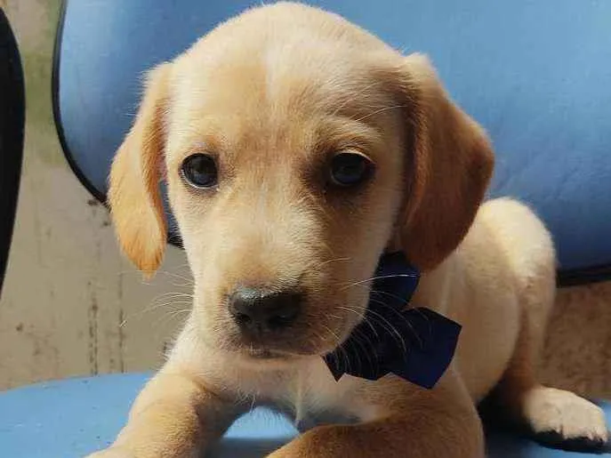 Cachorro ra a Mistura com labrador idade Abaixo de 2 meses nome Sem nome
