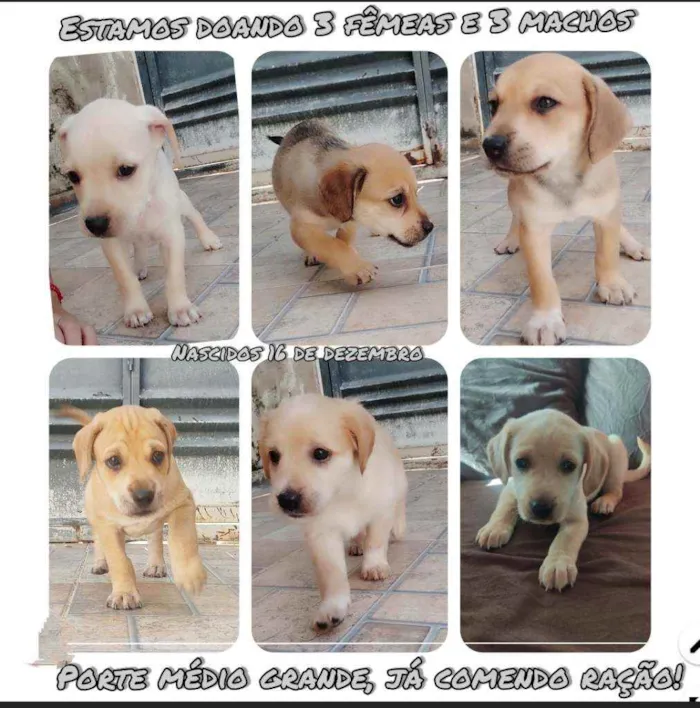 Cachorro ra a Mistura com labrador idade Abaixo de 2 meses nome Sem nome