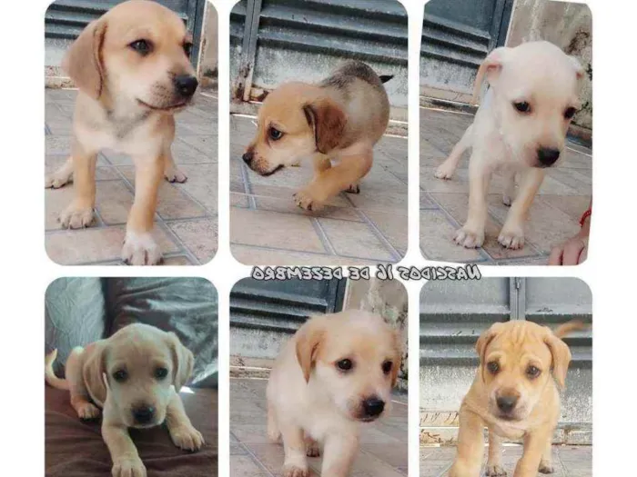 Cachorro ra a Mistura com labrador idade Abaixo de 2 meses nome Sem nome