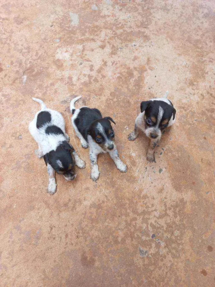 Cachorro ra a Vira lata idade Abaixo de 2 meses nome Sem nome 