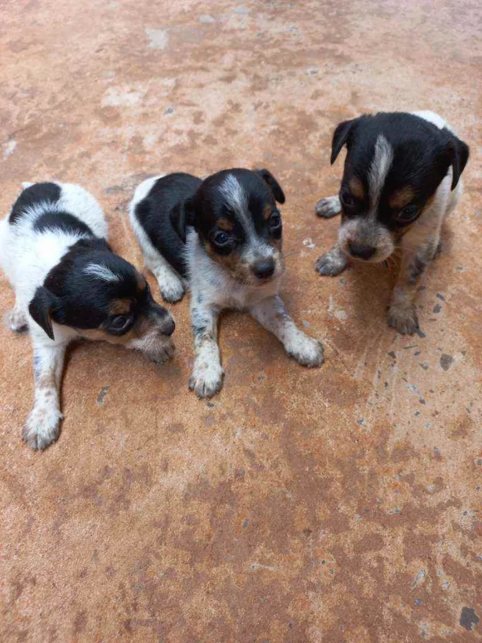 Cachorro ra a Vira lata idade Abaixo de 2 meses nome Sem nome 