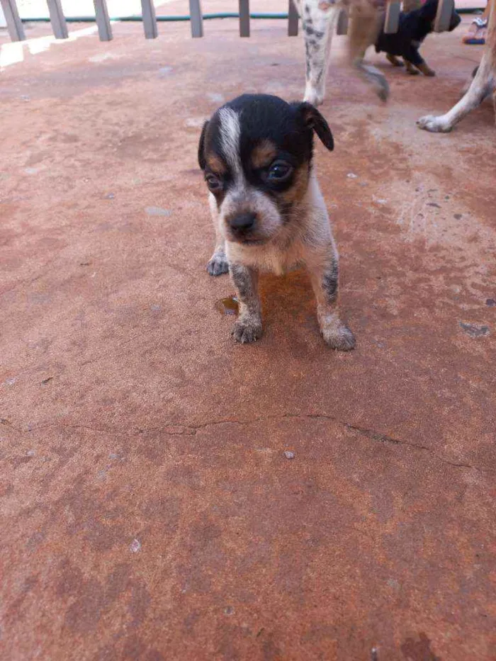 Cachorro ra a Vira lata idade Abaixo de 2 meses nome Sem nome 