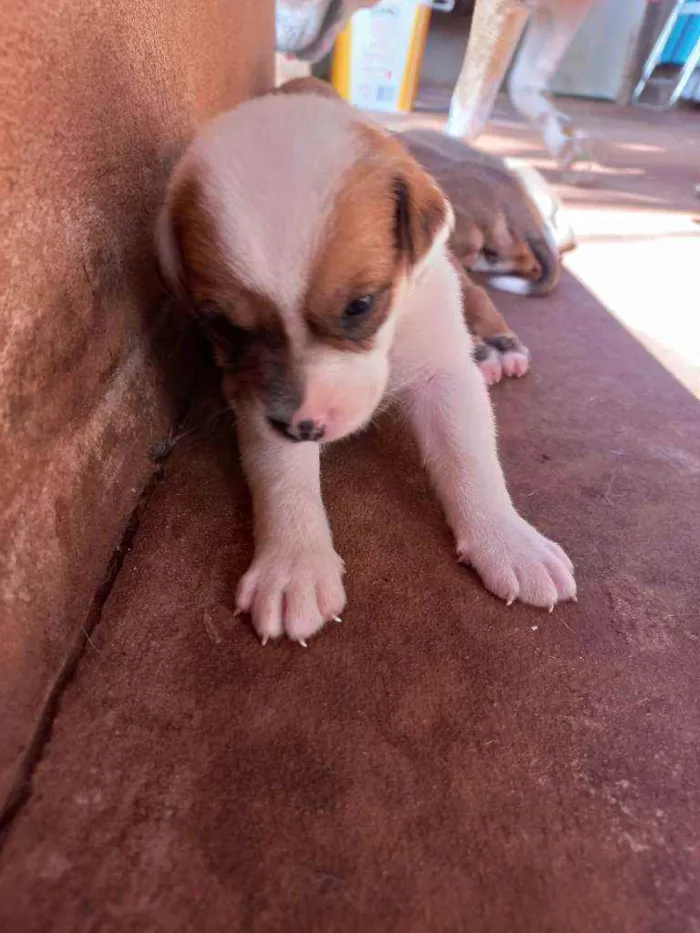 Cachorro ra a Vira lata idade Abaixo de 2 meses nome Sem nome 