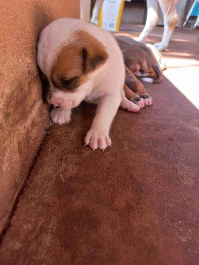 Cachorro ra a Vira lata idade Abaixo de 2 meses nome Sem nome 