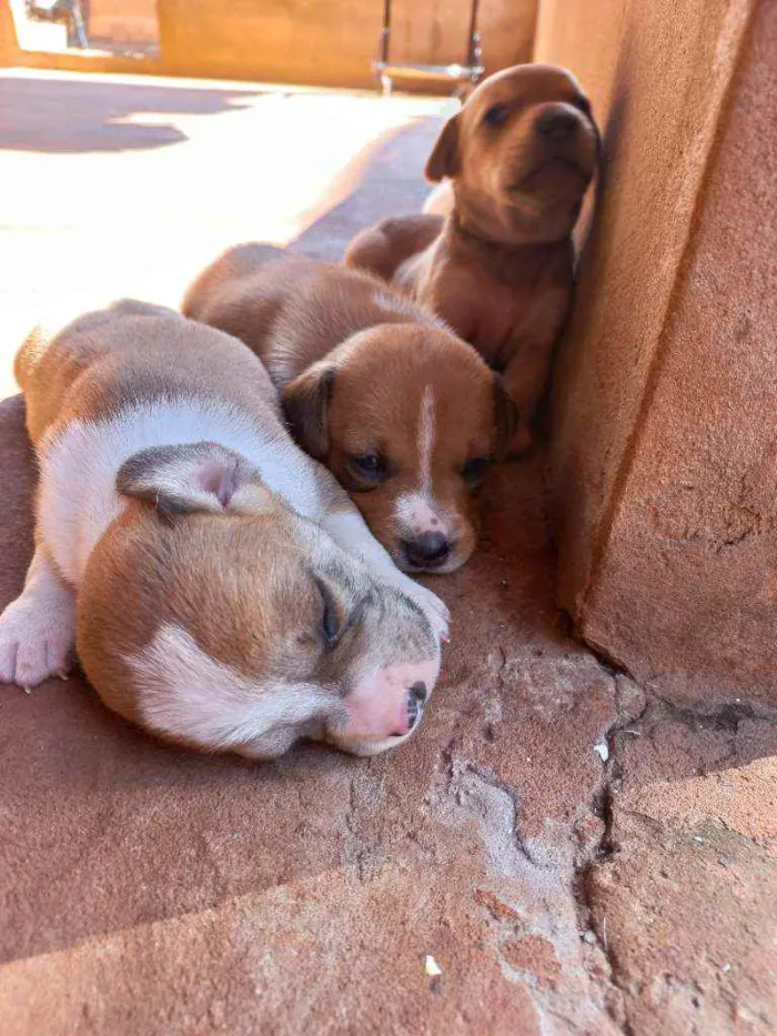 Cachorro ra a Vira lata idade Abaixo de 2 meses nome Sem nome 