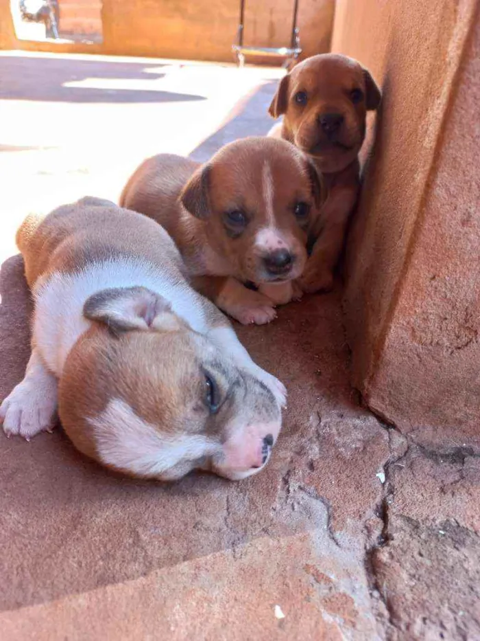 Cachorro ra a Vira lata idade Abaixo de 2 meses nome Sem nome 