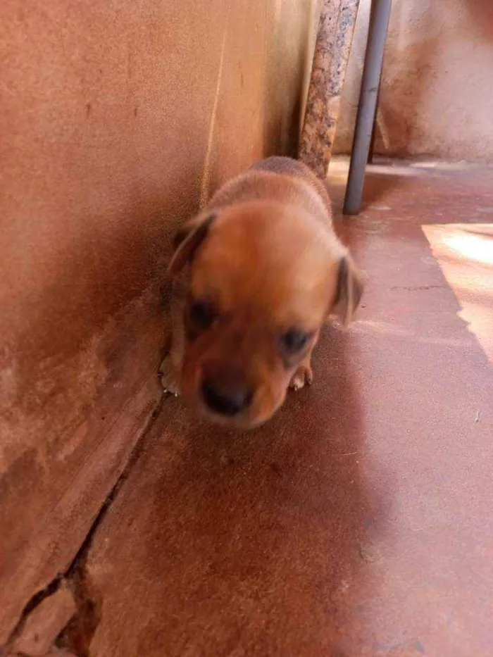 Cachorro ra a Vira lata idade Abaixo de 2 meses nome Sem nome 