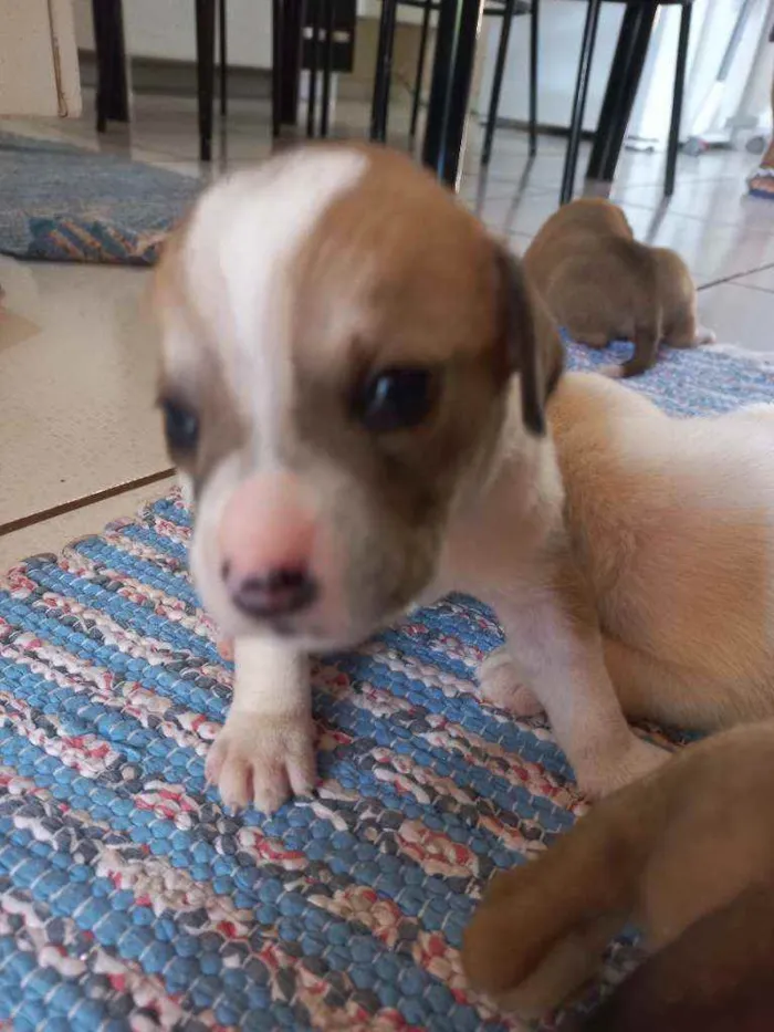 Cachorro ra a Vira lata idade Abaixo de 2 meses nome Sem nome 