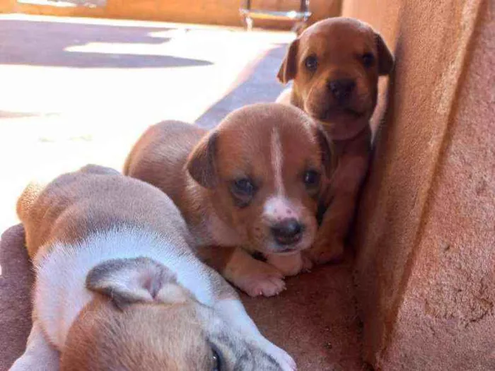 Cachorro ra a Vira lata idade Abaixo de 2 meses nome Sem nome 