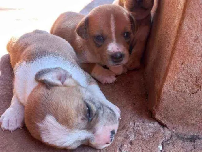 Cachorro ra a Vira lata idade Abaixo de 2 meses nome Sem nome 