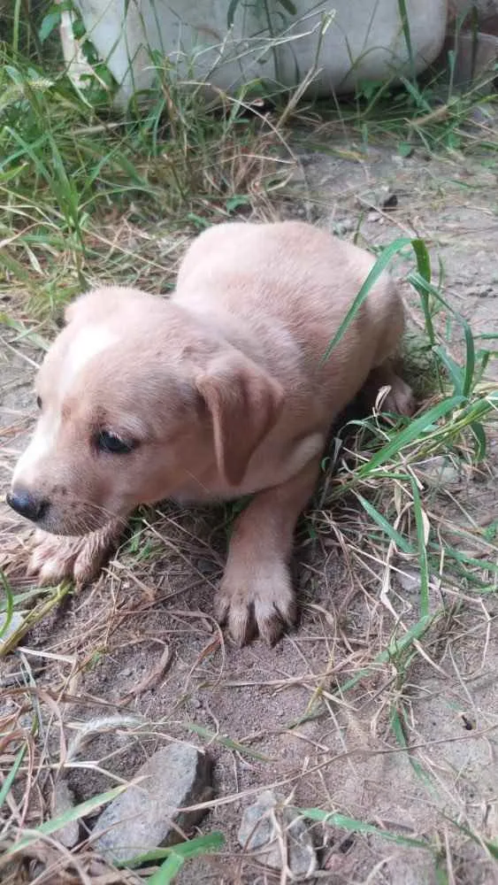 Cachorro ra a SRD idade Abaixo de 2 meses nome Sem nome