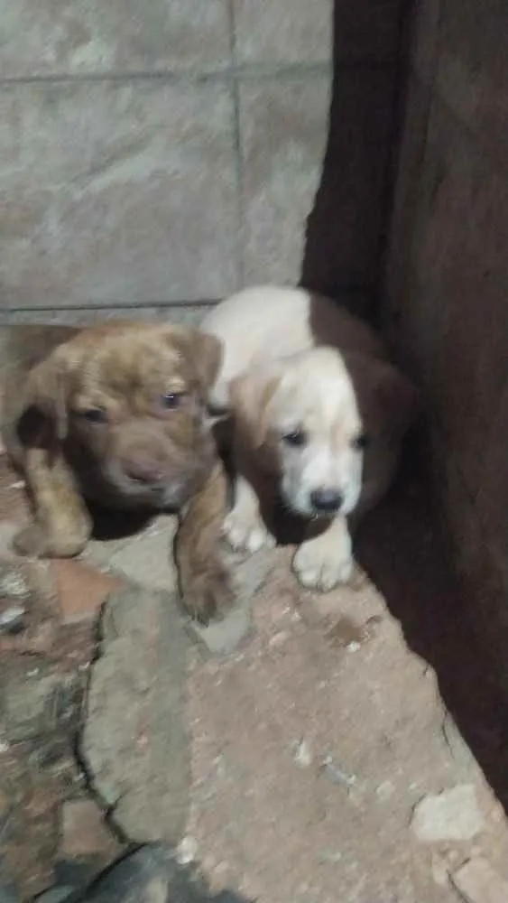 Cachorro ra a SRD idade Abaixo de 2 meses nome Sem nome