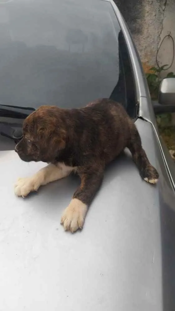 Cachorro ra a SRD idade Abaixo de 2 meses nome Sem nome