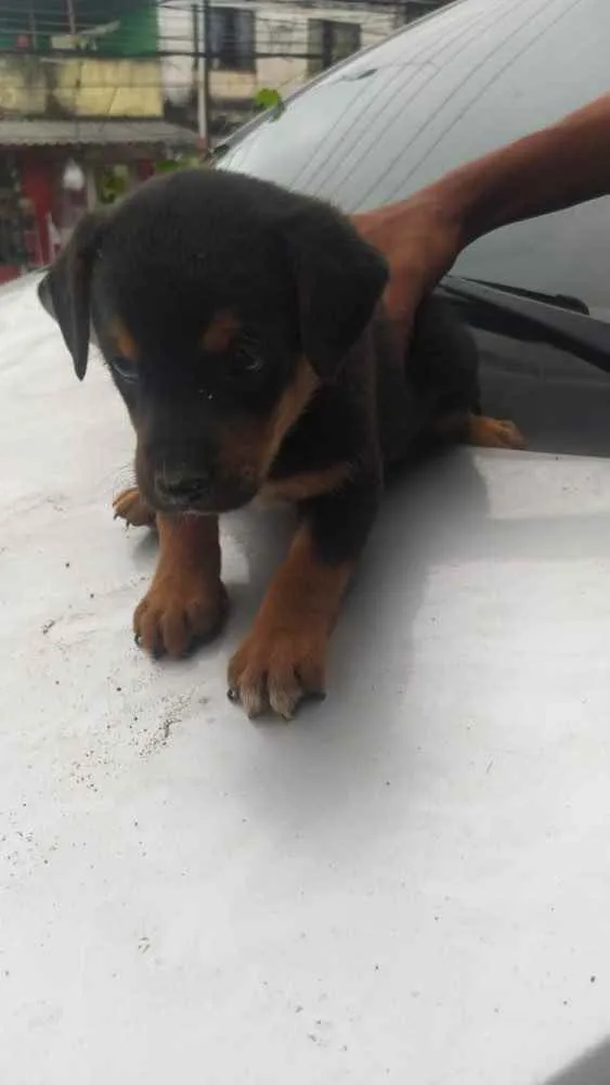 Cachorro ra a SRD idade Abaixo de 2 meses nome Sem nome