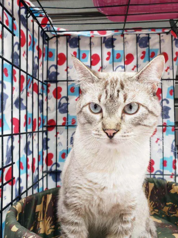 Gato raça Srd idade 3 anos nome Valentim