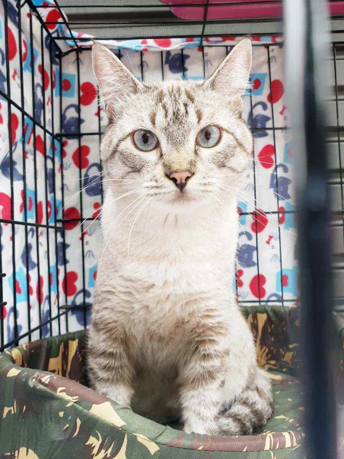 Gato raça Srd idade 3 anos nome Valentim