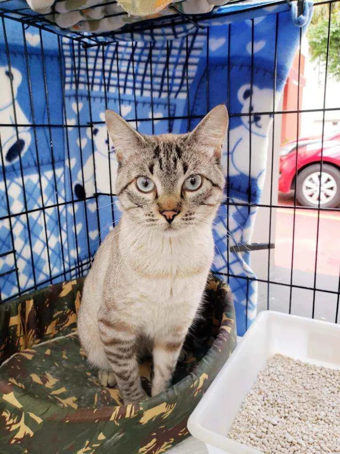 Gato raça Srd idade 3 anos nome Valentim