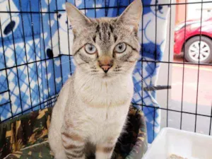 Gato raça Srd idade 3 anos nome Valentim