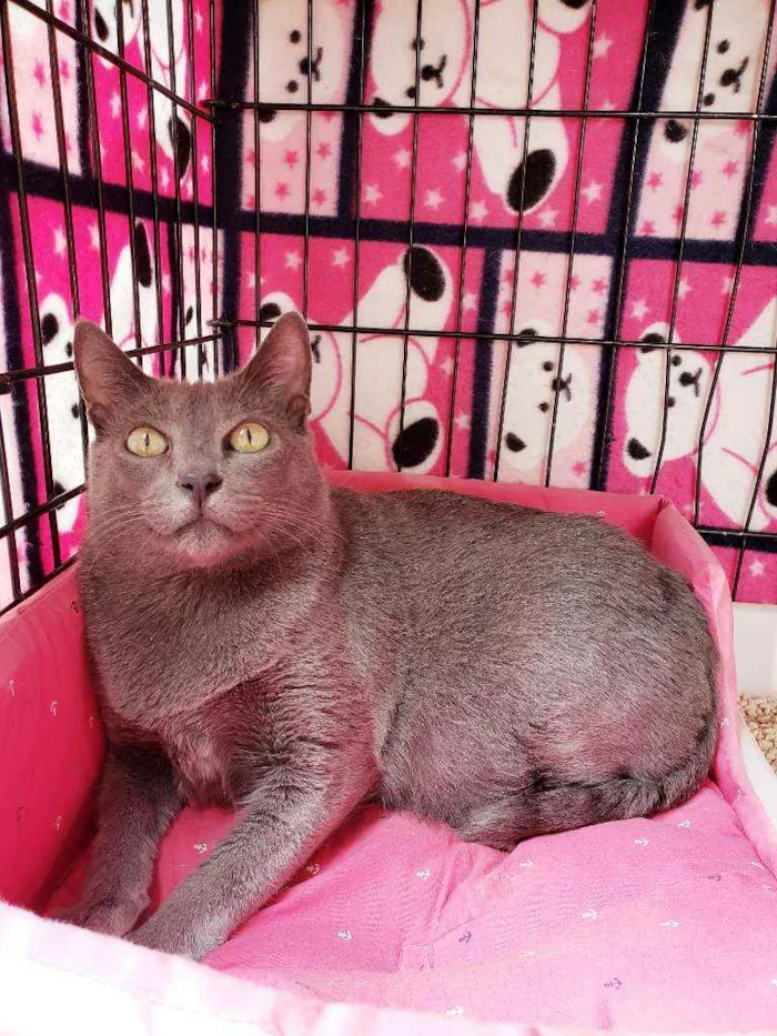 Gato raça Srd idade 1 ano nome Brigitte 