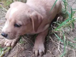 Cachorro raça SRD idade Abaixo de 2 meses nome Sem nome