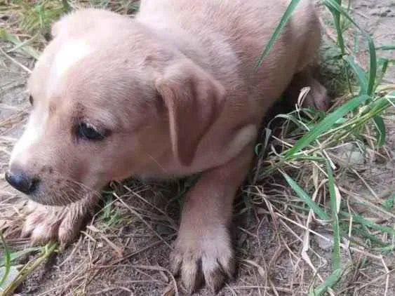 Cachorro ra a SRD idade Abaixo de 2 meses nome Sem nome