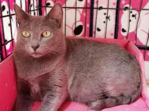 Gato raça Srd idade 1 ano nome Brigitte 